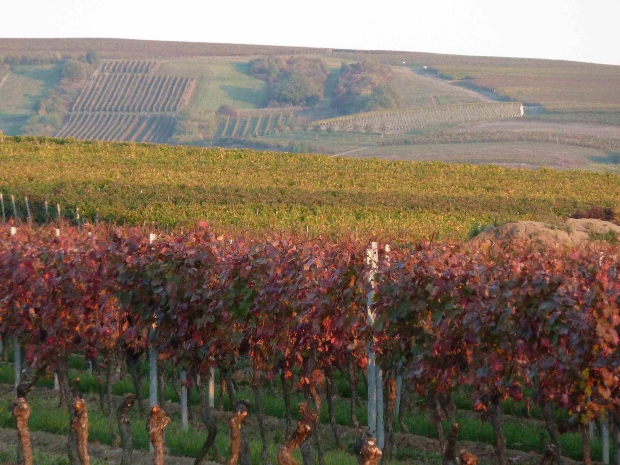 Weingut Kost Apartment *