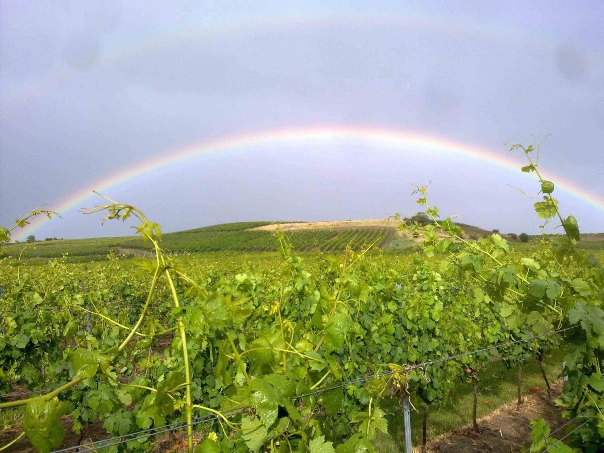 Weingut Kost * Horrweiler